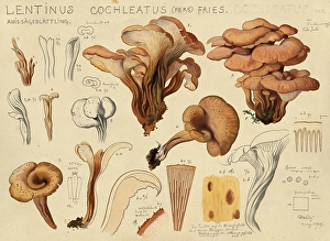 Mushroom, fungus, aniseed count, Lentinellus cochleatus, authentic reproduction of an illustration by Hans Walty (1868-1948) from about 1915, historical
