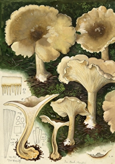 Mushroom, fungus, Clouded funnel fungus, Clouded or grey cap, Clitocybe nebularis, syn. Lepista nebularis, authentic reproduction of an illustration by Hans Walty (1868-1948) from about 1915, historical