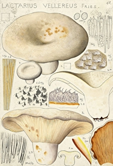 Mushroom, fungus, fleecy milk-cap, Lactifluus vellereus, syn. Lactarius vellereus, also known as earth slider, velvety milk-cap or mild milk sponge, authentic reproduction of an illustration by Hans Walty (1868-1948) from about 1915, historical