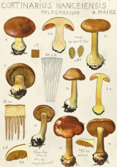 Mushroom, fungus, yellow-flaked slime mould, Cortinarius nanceiensis, authentic reproduction of an illustration by Hans Walty (1868-1948) from about 1915, historical