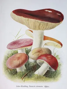 Mushroom, Glossy or wine-brown leathery russula