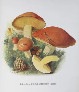 Mushroom, granular boletus, Boletus granulatus syn