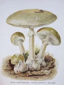 Mushroom, Green Tuberous-leaved Mushroom or Green Poison-Wulstling