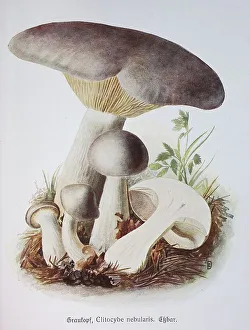 Mushroom, grey head, clouded funnel fungus (Lepista nebularis) the fog or grey cap