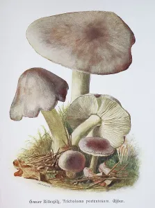 Mushroom, Grey knight mushroom