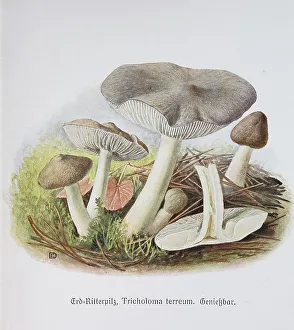 Mushroom, grey knight (Tricholoma terreum)
