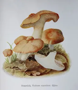 Mushroom, hedgehog mushroom (Hydnum repandum)