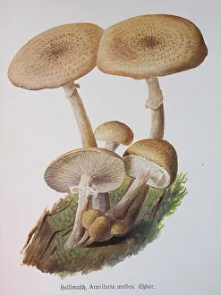 Mushroom, honey fungus (Armillaria mellea)
