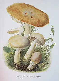 Mushroom, hoop mushroom, gypsy or huehnerkoppe