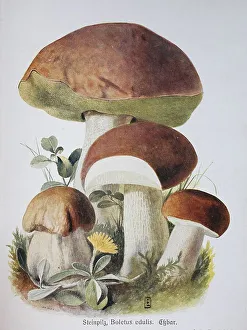 Mushroom, king bolete (Boletus edulis)