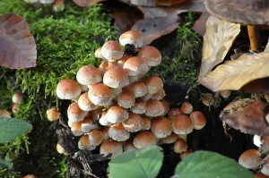 Mushroom on a log, winter mushroom (Flammulina velutipes)