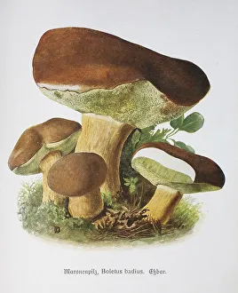 Mushroom, Maronenpilz, Maronen-Roehrling