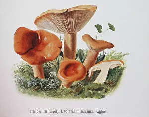 Mushroom, Mild milk mushroom, Lactaria mitissima