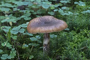 Mushroom in mixed forest, Bavaria, Germany, Europe