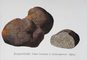 Mushroom, muscat truffle (Tuber brumale)