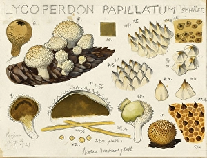Mushroom, mushroom, bottle mushroom, Lycoperdon perlatum, syn. Staeubling gemmatum, in the vernacular often also bottle bovist, authentic reproduction of an illustration by Hans Walty (1868-1948) from about 1915, historical