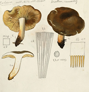 Mushroom, Mushroom, Bread or Pear Milk Fungus, Lactifluus volemus, authentic reproduction of an illustration by Hans Walty (1868-1948) from about 1915, historical