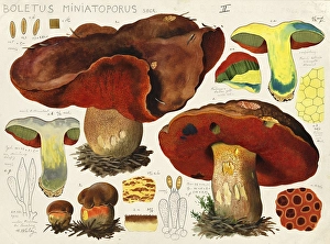 Mushroom, mushroom, cobbler mushroom, Boletus miniatoporus, authentic reproduction of an illustration by Hans Walty (1868-1948) from about 1915, historical