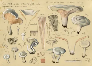 Mushroom, mushroom, flour mushroom, Clitopilus prunulus, authentic reproduction of an illustration by Hans Walty (1868-1948) from about 1915, historical