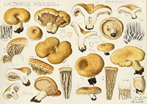 Mushroom, Mushrooms, Beautiful Zone Milky, Lactarius zonarius, Syn. Lactarius insulsus, authentic reproduction of an illustration by Hans Walty (1868-1948) from about 1915, historical