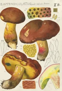 Mushroom, mushrooms, Butyriboletus appendiculatus, syn. Boletus appendiculatus, also known as yellow bronze boletus or yellow boletus, authentic reproduction of an illustration by Hans Walty (1868-1948) from about 1915, historical
