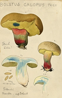 Mushroom, Mushrooms, Caloboletus calopus, Syn. Boletus calopus, authentic reproduction of an illustration by Hans Walty (1868-1948) from about 1915, historical