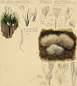 Mushroom, Mushrooms, Candlestick fungus, Xylaria hypoxylon and Pterula multifida, White bristle coral, authentic reproduction of an illustration by Hans Walty (1868-1948) from about 1915, historical
