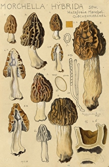 Mushroom, mushrooms, cap morel, semi-free morel, bell morel, Morchella hybrida, authentic reproduction of an illustration by Hans Walty (1868-1948) from about 1915, historical