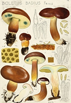 Mushroom, mushrooms, chestnut boletus, Imleria badia, syn. Boletus badius and Xerocomus badius, authentic reproduction of an illustration by Hans Walty (1868-1948) from about 1915, historical