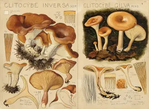 Mushroom, Mushrooms, Clitocybe flaccida, Lepista inversa, Fuchsroter Trichterling and Wasserfleckiger Roeteltrichterling, Fahlgelber Trichterling, Wasserfleckiger Trichterling, Paralepista flaccia, Lepista splendens