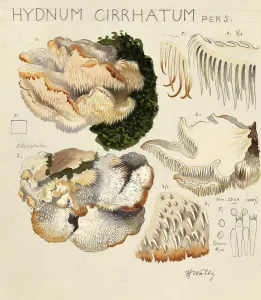 Mushroom, Mushrooms, Hericium cirrhatum, Syn. Creolophus cirrhatus, authentic reproduction of an illustration by Hans Walty (1868-1948) from about 1915, historical