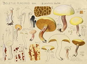 Mushroom, mushrooms, ivory bolete, Suillus placidus, Boletus placidus, authentic reproduction of an illustration by Hans Walty (1868-1948) from about 1915, historical