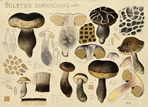 Mushroom, mushrooms, Leccinum duriusculum, porcini mushroom of the genus Leccinum, authentic reproduction of an illustration by Hans Walty (1868-1948) from about 1915, historical