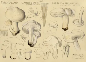 Mushroom, Mushrooms, May mushroom