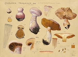 Mushroom, Mushrooms, Purple Thickfoot, Inoloma Traganum, Syn. Cortinarius Traganus, Amethystinum, authentic reproduction of an illustration by Hans Walty (1868-1948) from about 1915, historical