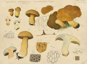 Mushroom, mushrooms, sand boletus, Suillus variegatus, syn. Boletus variegatus, authentic reproduction of an illustration by Hans Walty (1868-1948) from about 1915, historical