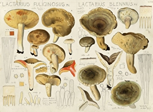 Mushroom, Mushrooms, Sooty-coloured Milky, Lactarius fuliginosus and Grey-green Milky, Lactarius blennius, authentic reproduction of an illustration by Hans Walty (1868-1948) from about 1915, historical