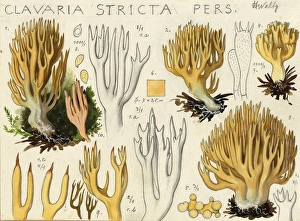 Mushroom, Mushrooms, Stiff coral, Ramaria stricta, Corallium stricta, authentic reproduction of an illustration by Hans Walty (1868-1948) from about 1915, historical