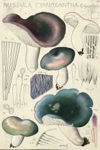 Mushroom, Mushrooms, Violet green lady's russula