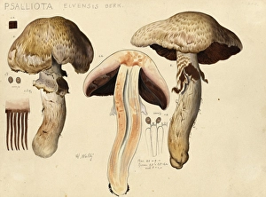 Mushroom, mushrooms, white aniseed mushroom, Agaricus arvensis, syn. Psalliota arvensis elevensis, authentic reproduction of an illustration by Hans Walty (1868-1948) from about 1915, historical