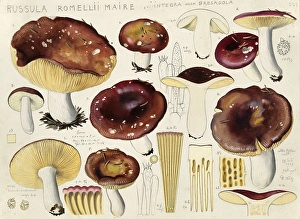 Mushroom, Mushrooms, White-stemmed russula, Russula romellii, authentic reproduction of an illustration by Hans Walty (1868-1948) from about 1915, historical