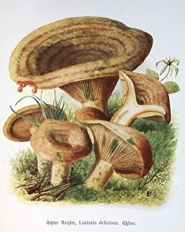 Mushroom, Noble milk-cap (Lactarius) deliciosus or Lactaria deliciosa