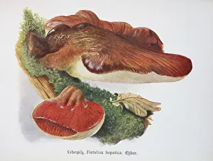 Mushroom, Oak beefsteak fungus (Fistulina hepatica)