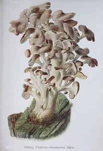 Mushroom, oak hare, Polyporus ramosissimus or Polyporus umbellatus