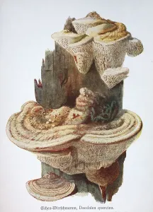 Mushroom, oak whirligig or oak mead