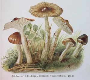 Mushroom, Olive brown snail fungus