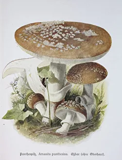 Mushroom, panther cap (Amanita pantherina)