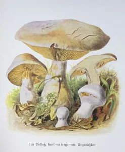 Mushroom, Purple Dickfoot, Inoloma traganum