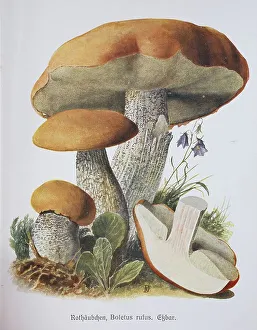 Mushroom, red cap, white-stemmed red cap