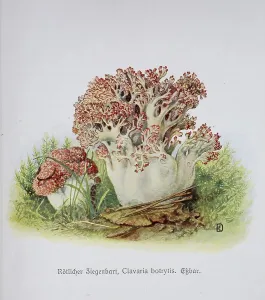Mushroom, reddish goat's beard